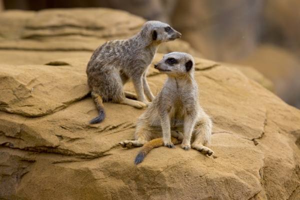 Two meerkats looking in opposite directions