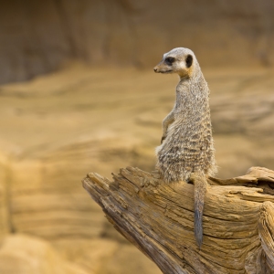 Meerkat looking over his shoulder, standing on a log