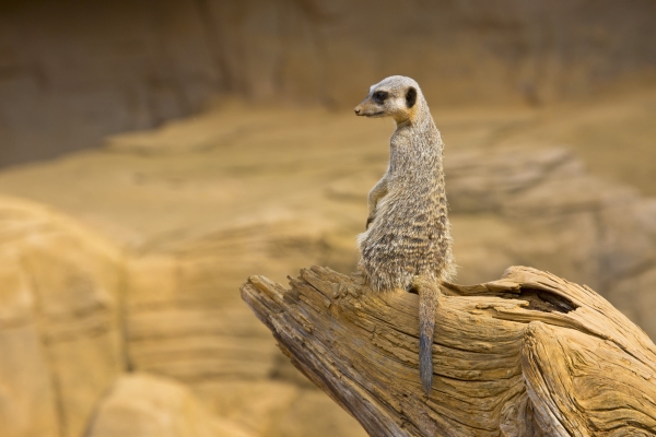 Meerkat looking over his shoulder, standing on a log