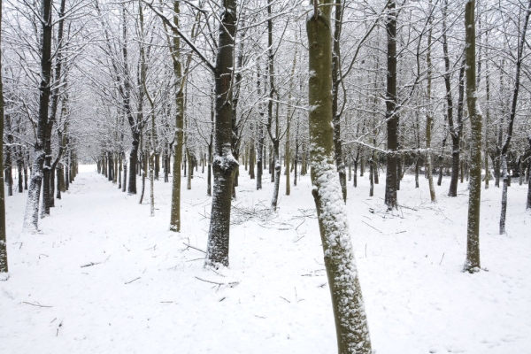 A planted woodland in winter