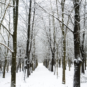 Woodland in winter, trees in geometric rows after a recent snowfall