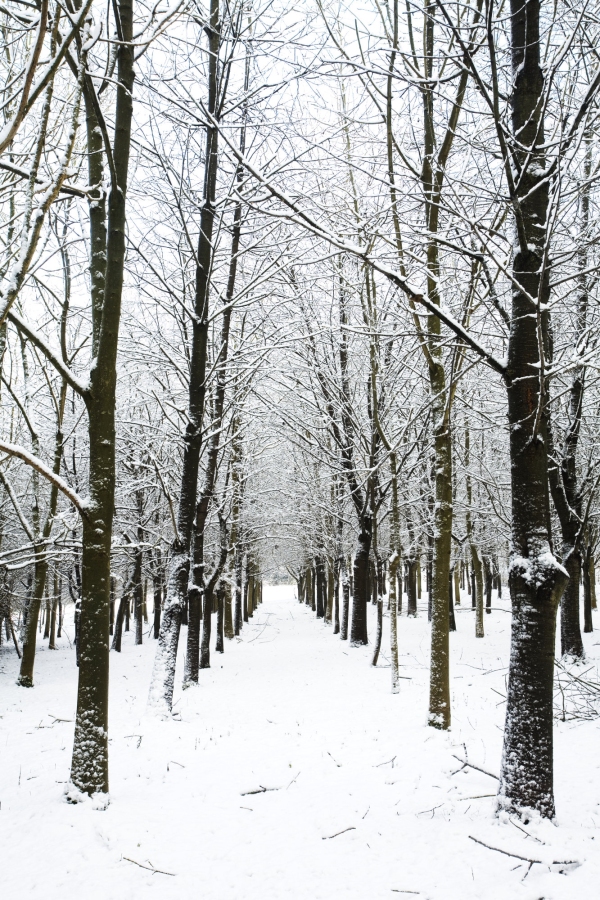 Woodland in winter, trees in geometric rows after a recent snowfall