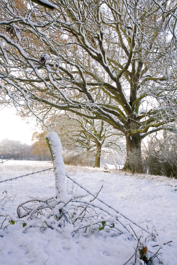 Winter landscape in agricultural East Anglia