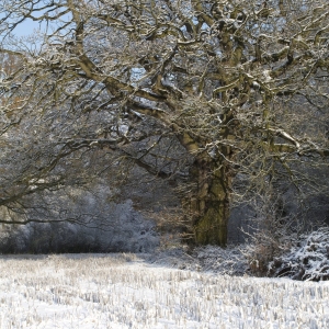 Oak woods after a recent snowfall