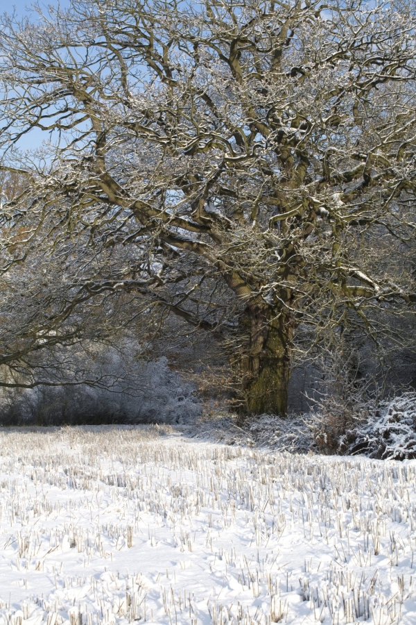 Oak woods after a recent snowfall