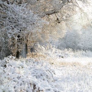 A winter woodland scene after a heavy snowfall