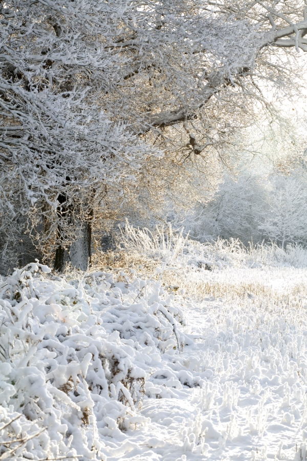 A winter woodland scene after a heavy snowfall