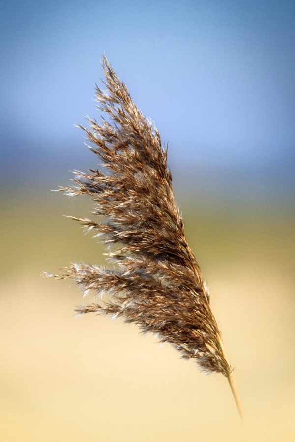 A wild teazel blowing in the summer breeze with a blurred background