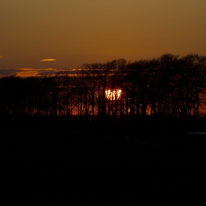 A strong contrast sunset behind a copse of trees on the horizon