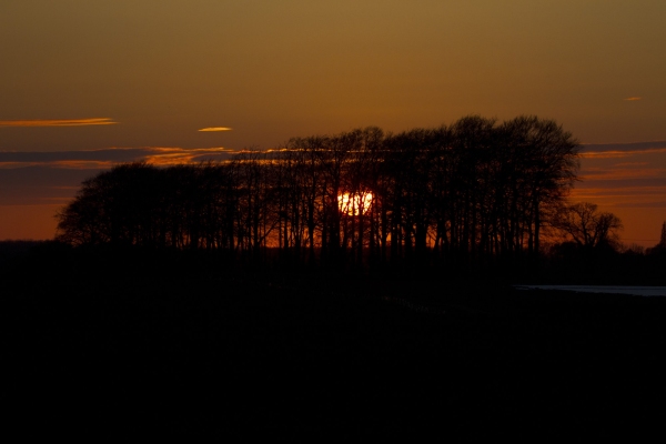 A strong contrast sunset behind a copse of trees on the horizon