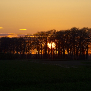 Summer sunset behind a copse of trees on the horizon, strong silhouette in orange and black