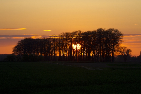 Summer sunset behind a copse of trees on the horizon, strong silhouette in orange and black