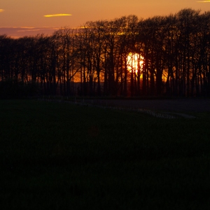 A strong orange sunset behind a small wood or copse of trees on the skyline