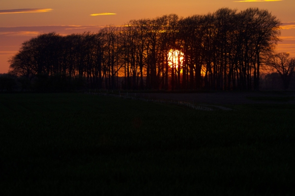 A strong orange sunset behind a small wood or copse of trees on the skyline