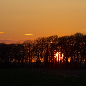 Strong orange sunset behind a copse of trees on the skyline