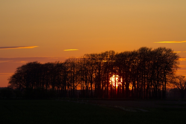 Strong orange sunset behind a copse of trees on the skyline