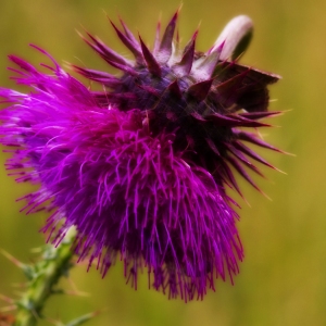 A close up of a thistle flower with blurred background