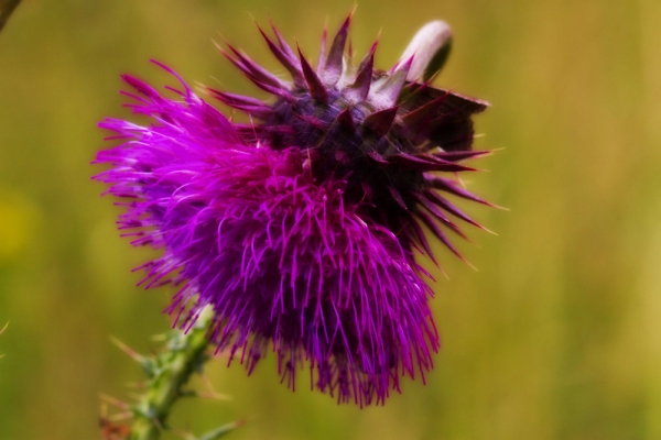 A close up of a thistle flower with blurred background