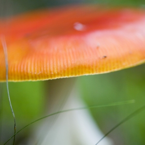 Macro view of red cap toadstool