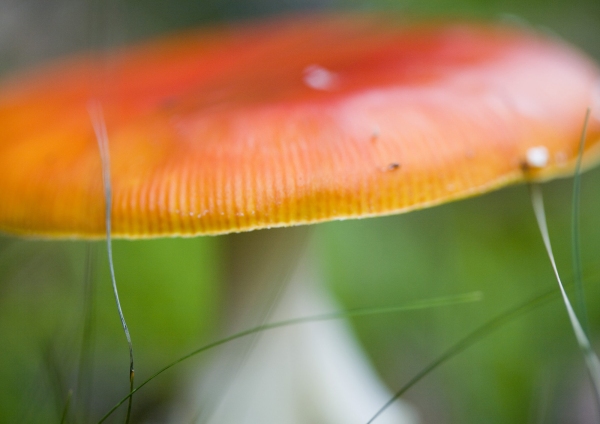 Macro view of red cap toadstool