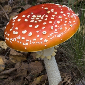 A red toadstool with white spots