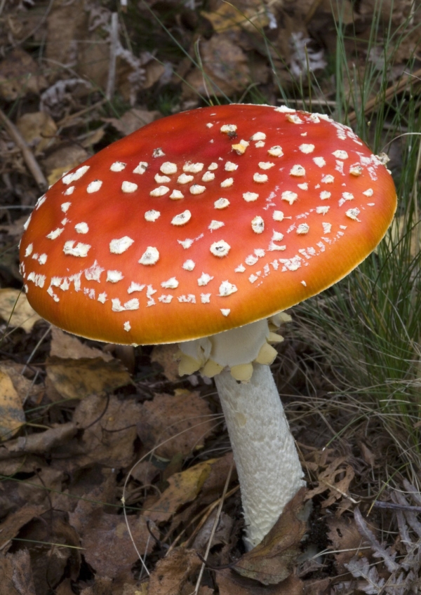 A red toadstool with white spots