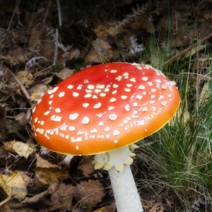 A red toadstool with white spots