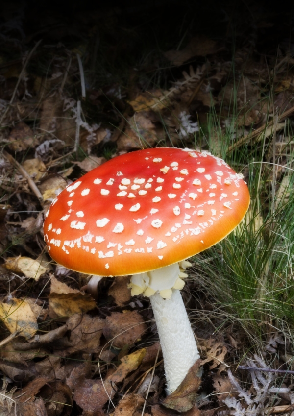 A red toadstool with white spots