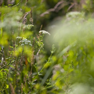 Wild flowers and grasses in a summer meadow