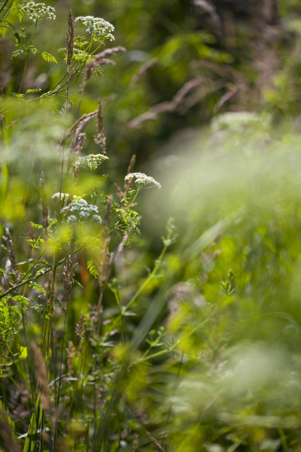 Wild flowers and grasses in a summer meadow