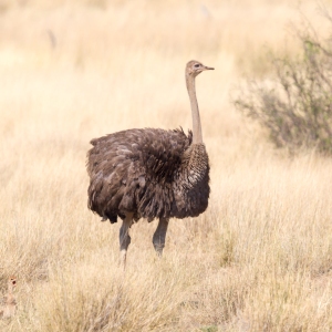 Adult Ostrich walking in the Kalahari, Botswana