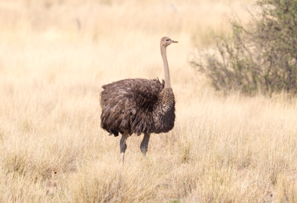 Adult Ostrich walking in the Kalahari, Botswana