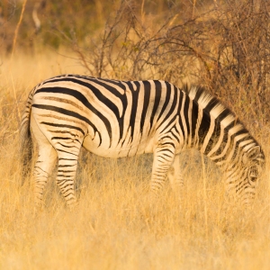 Plains zebra (Equus quagga) in the grassy nature, evening sun - Botswana