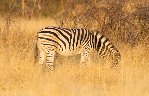 Plains zebra (Equus quagga) in the grassy nature, evening sun - Botswana