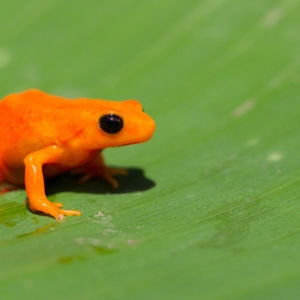 Tomato frog in Madagascar - The tomato frog is endemic to Madagascar