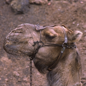 A camel head in profile in a desert landscape