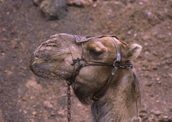 A camel head in profile in a desert landscape