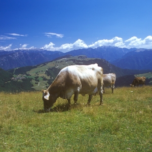 Cows grazing in the high summer alps