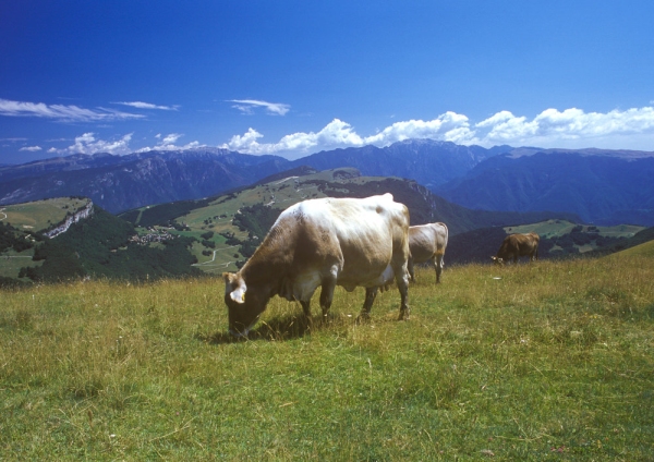 Cows grazing in the high summer alps