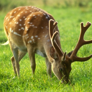 Young fallow deer buck grazing on a summer meadow