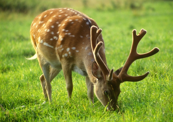 Young fallow deer buck grazing on a summer meadow