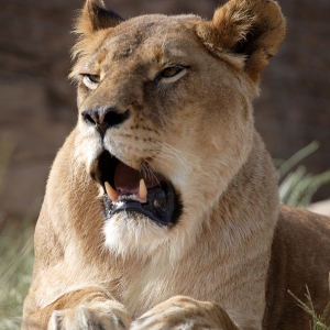 A lioness yawning in the afternoon sun