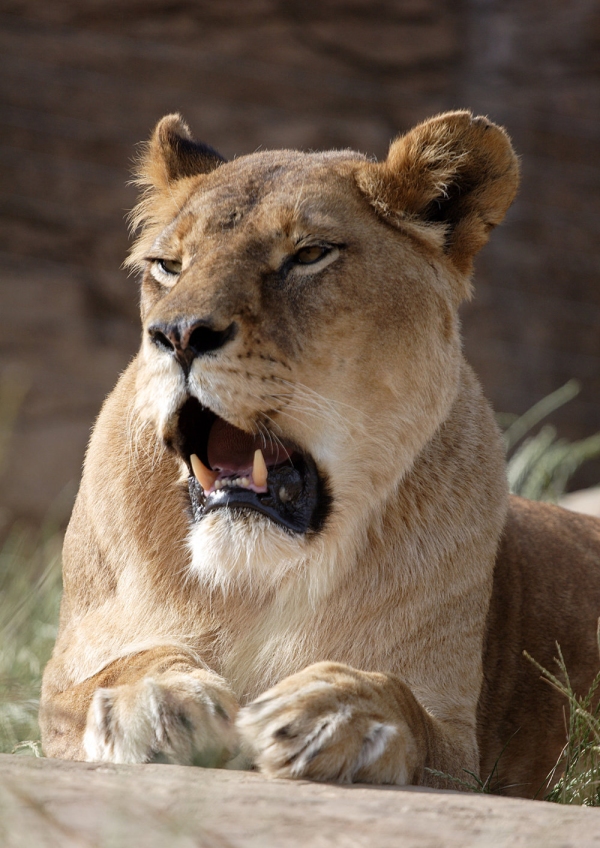 A lioness yawning in the afternoon sun