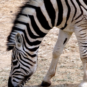 A zebra grazing on arid grassland