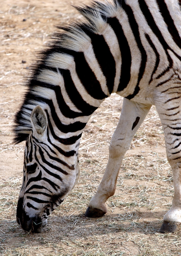 A zebra grazing on arid grassland