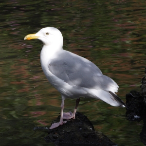 A herring gull wading in the shallows