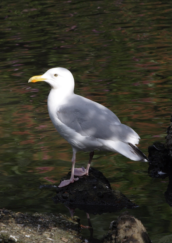 A herring gull wading in the shallows