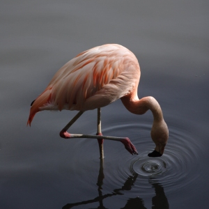 A lone flamingo feeding in shallow water