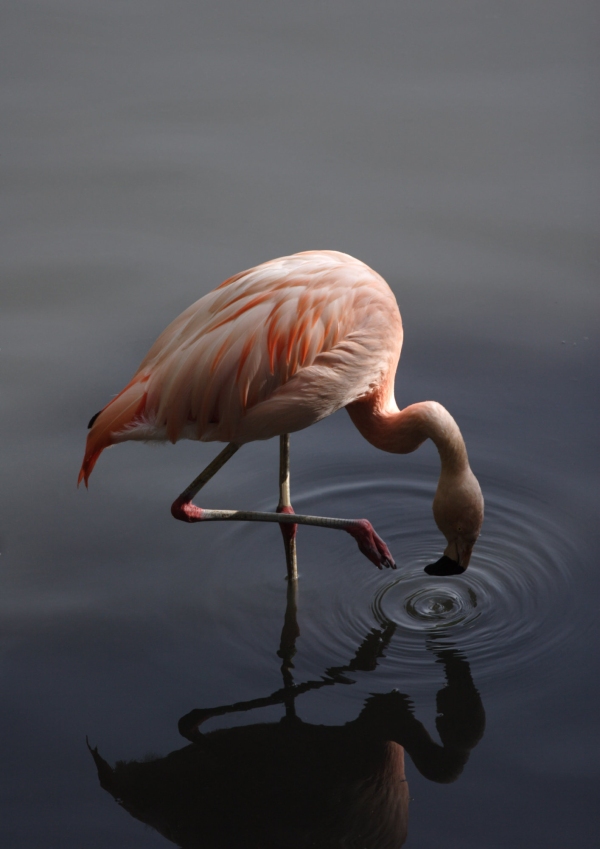 A lone flamingo feeding in shallow water