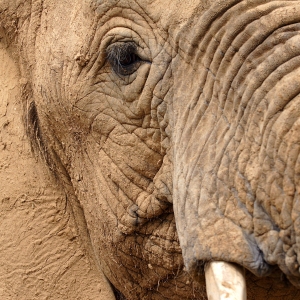 Close up view of an african elephant